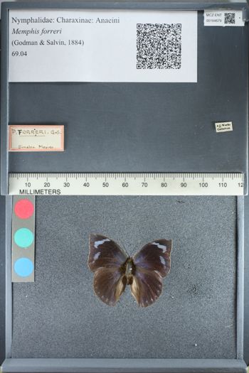 Media type: image;   Entomology 164679